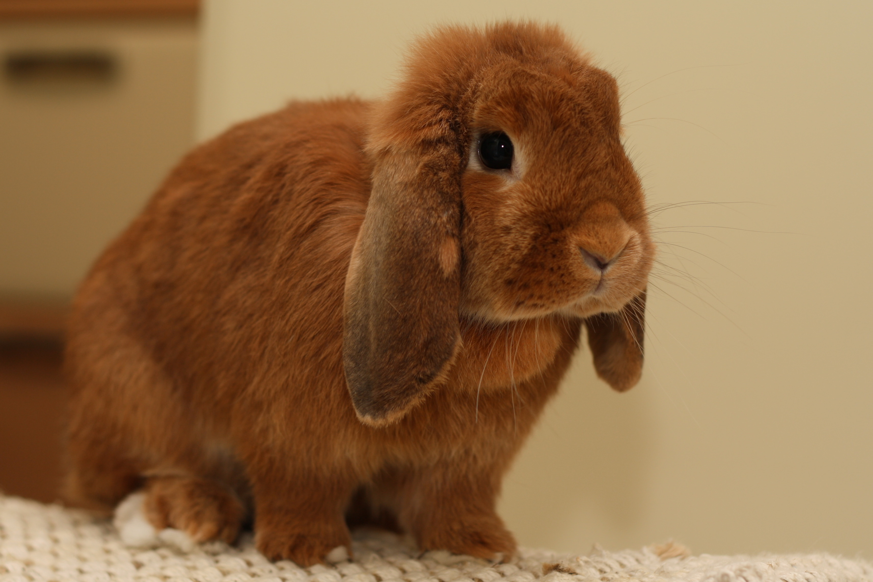 What Is The Best Food For A Holland Lop Bunny At Jett Embling Blog What Is The Best Food For A Holland Lop Bunny At Jett Embling Blog