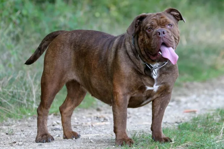 Olde English Bulldogge on a country lane