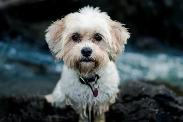 Designer dog crossbreed between a Maltese and a Shih Tzu.