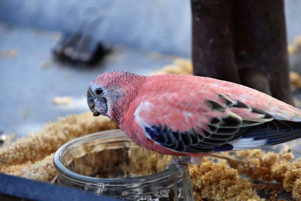 A Bourkes Parrot