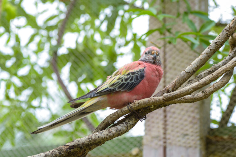 bourkes parakeet on branch