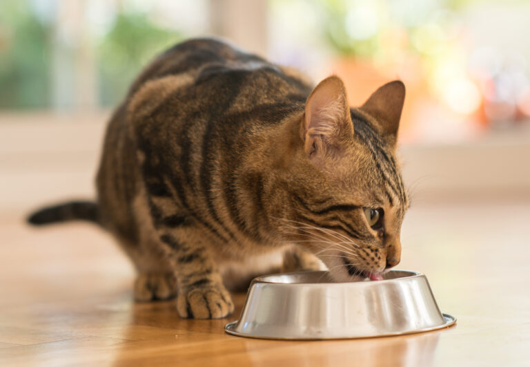 cat eating out of cat bowl