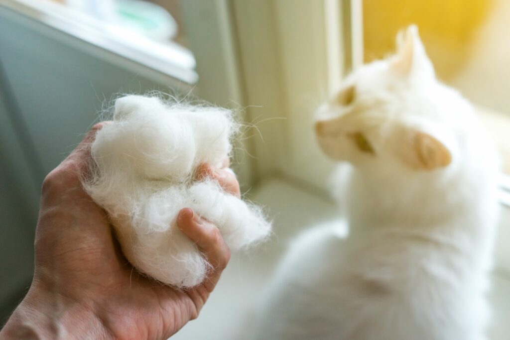 cat hairs in hand cat hairs in hand