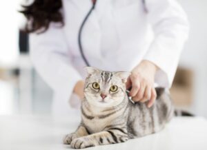 How You Can Recognise Pain in Cats