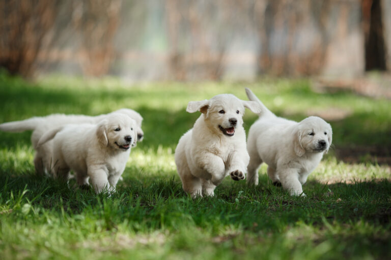 cute puppies playing