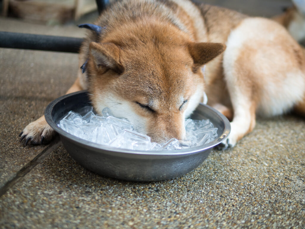 dog summer ice bucket