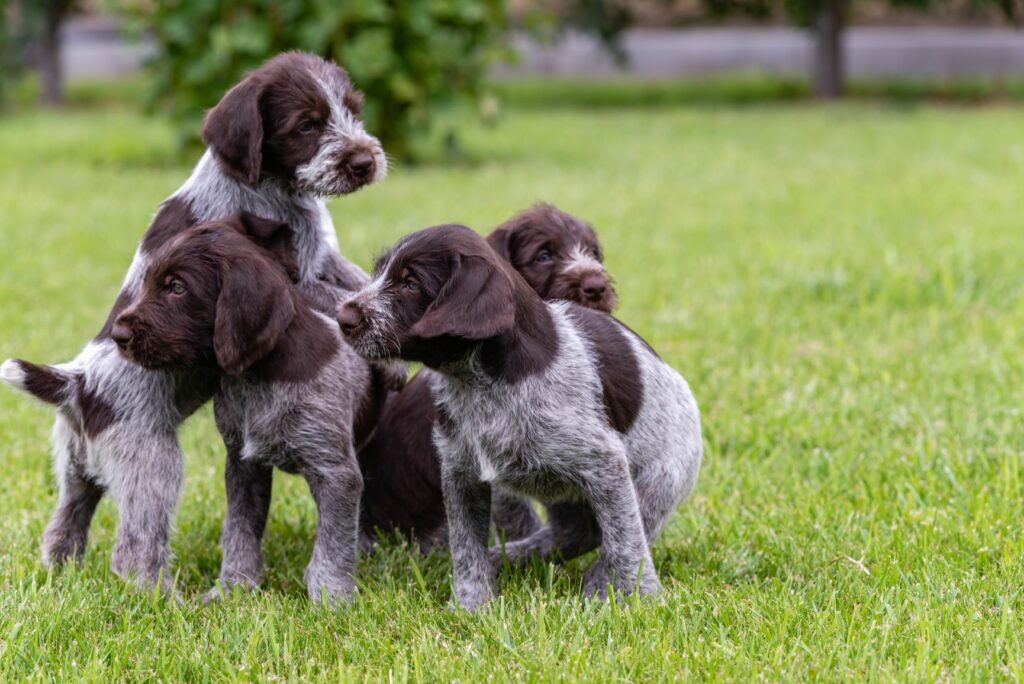 is a slovakian wirehaired pointer a good family dog