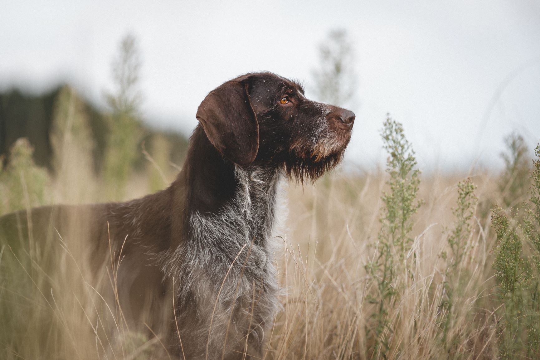 is a slovakian wirehaired pointer a good family dog