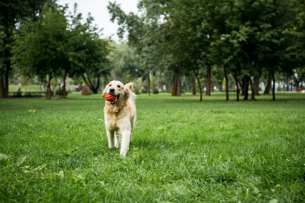 golden retriever covid 19