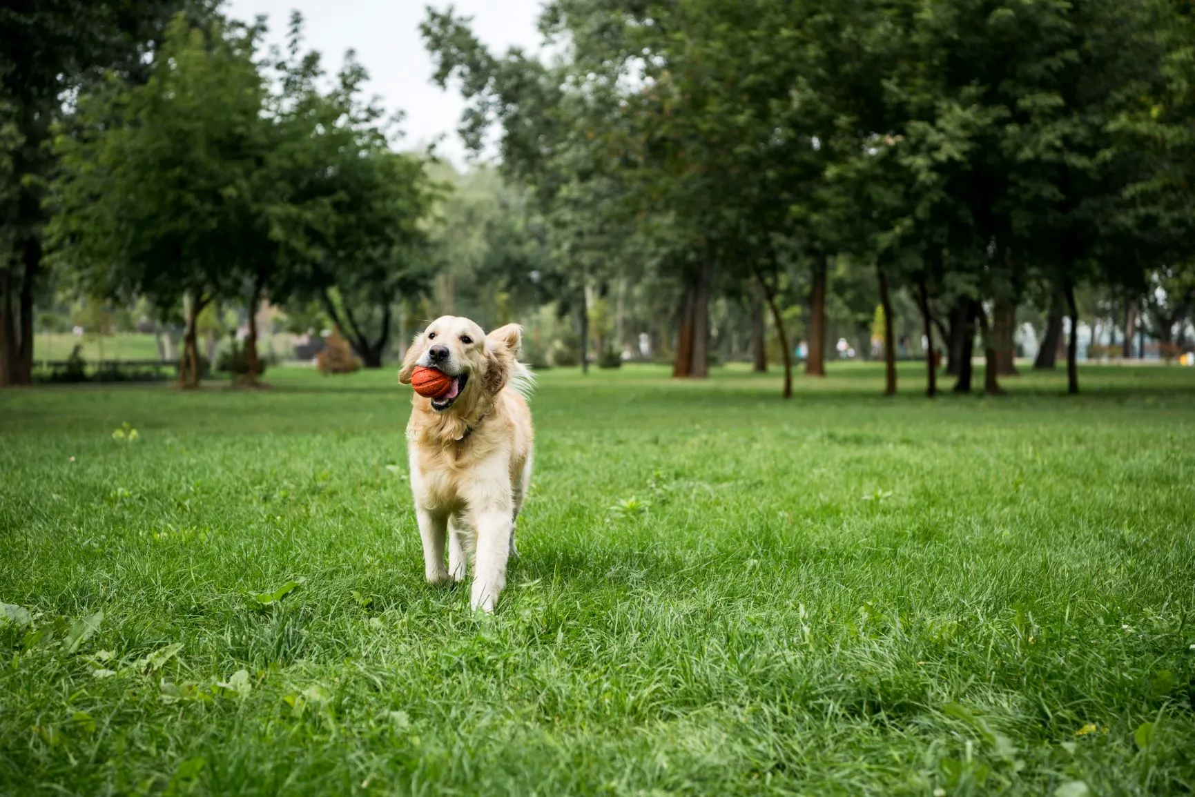 golden retriever covid 19