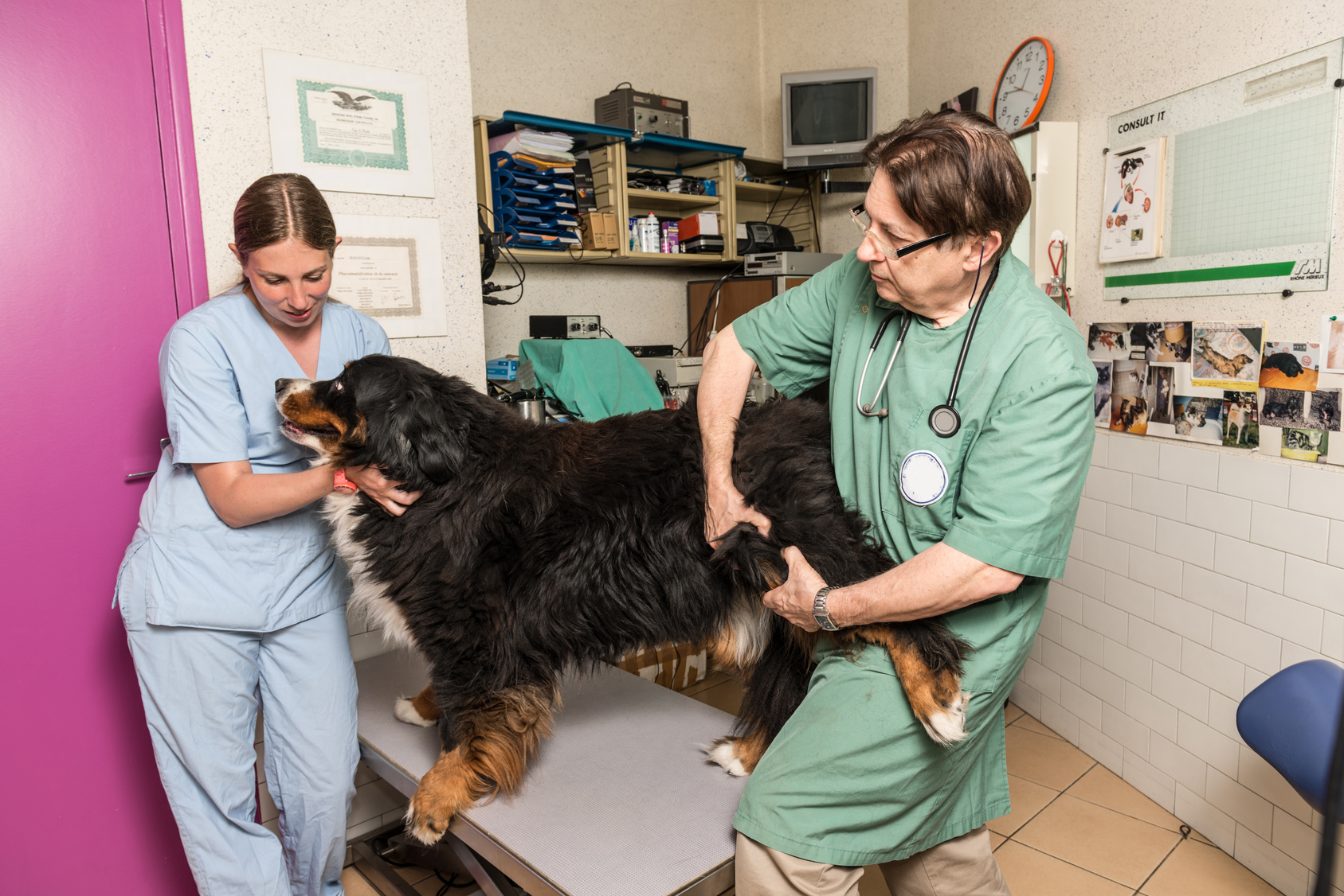 Does Glucosamine Help Hip Dysplasia In Dogs