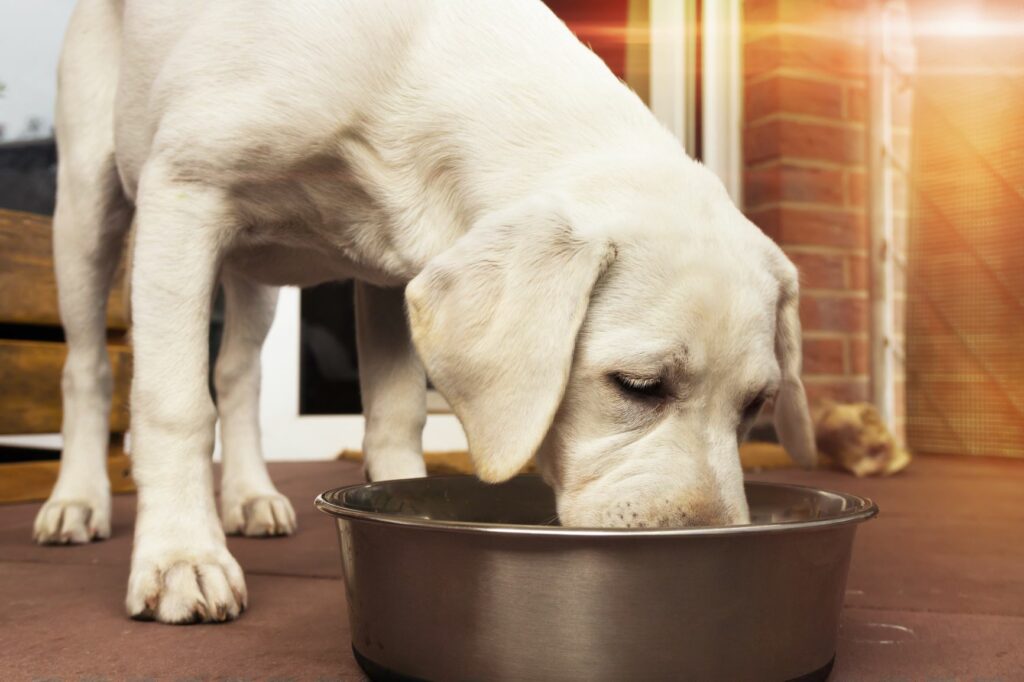 Whole prey diet clearance for dogs