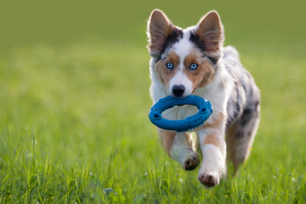 puppy playing frisbee puppy playing frisbee