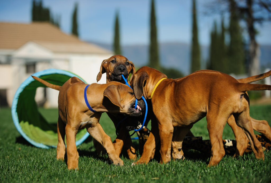 Rhodesian Ridgeback puppies playing Rhodesian Ridgeback puppies playing