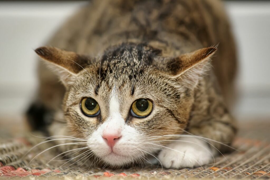 scared cat with flattened ears scared cat with flattened ears