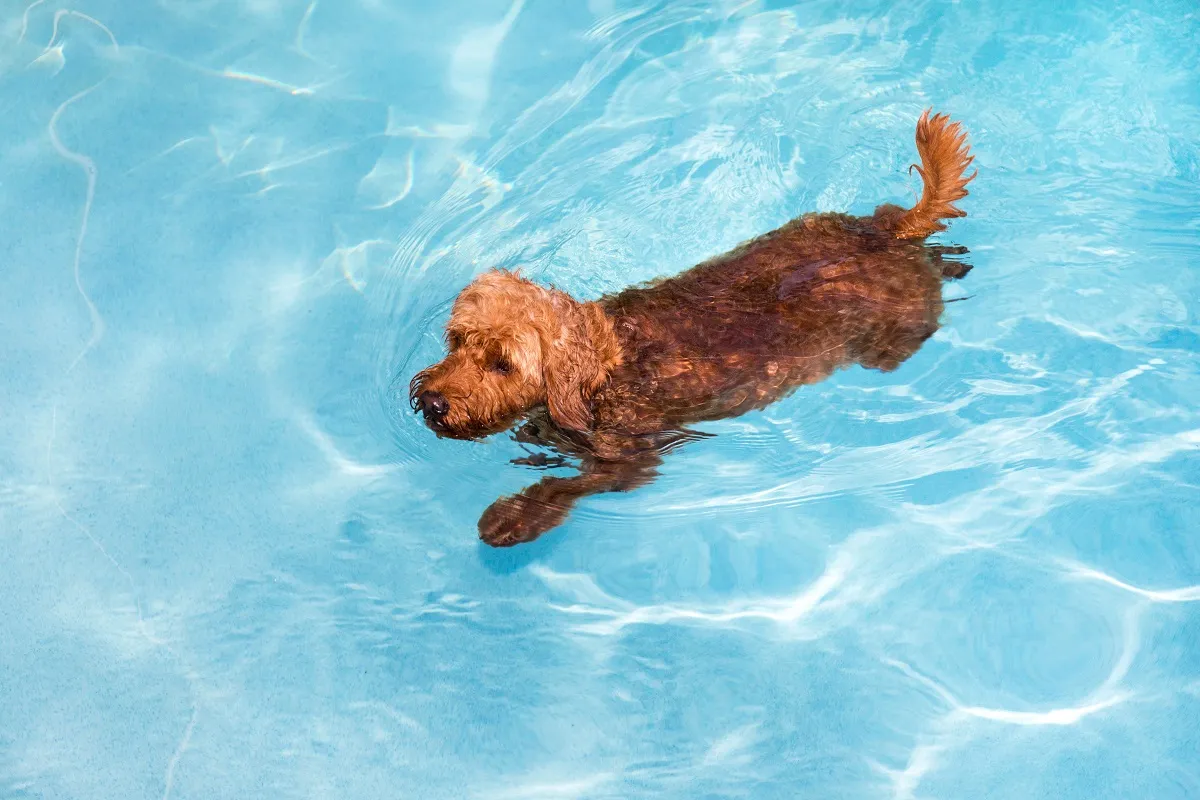 Dog with hip dysplasia swimming