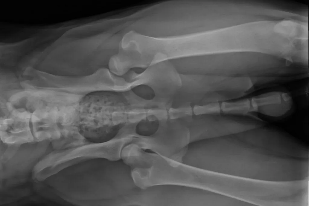 Examining hip dysplasia in dogs with X-ray