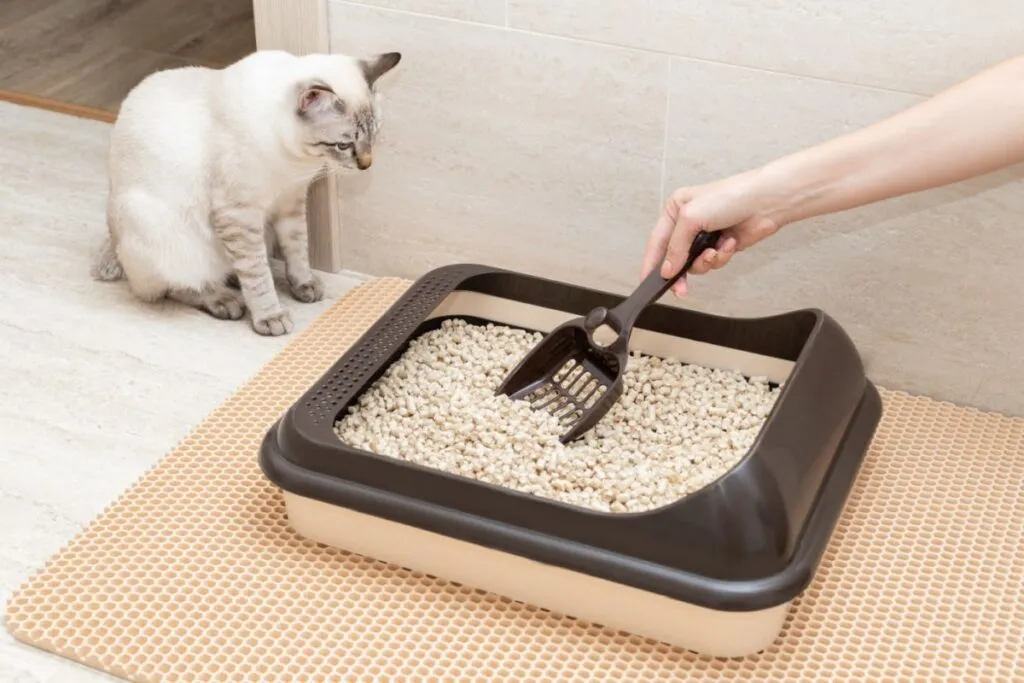 Changing your cat's litter box