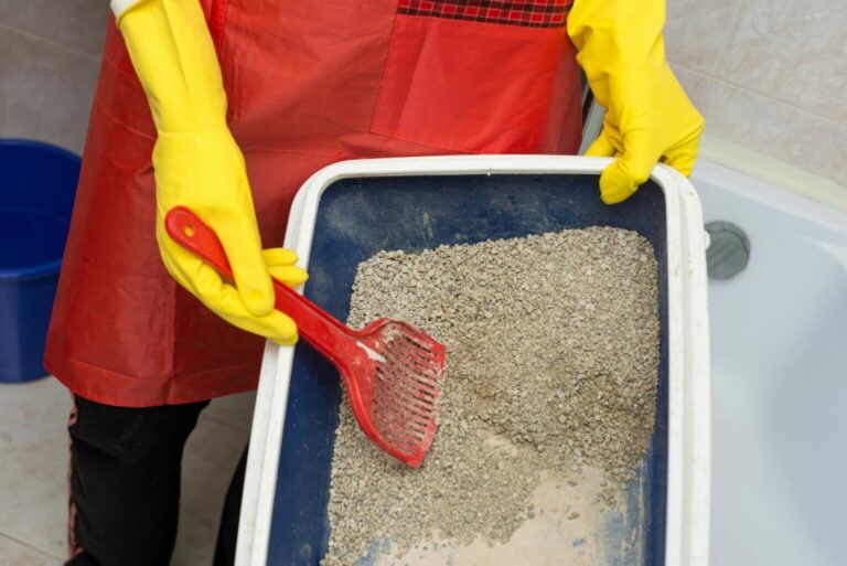 Cat litter howto 5 important questions zooplus Magazine