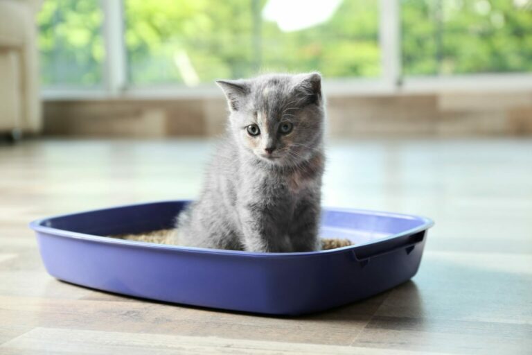 kitten in cat litter box