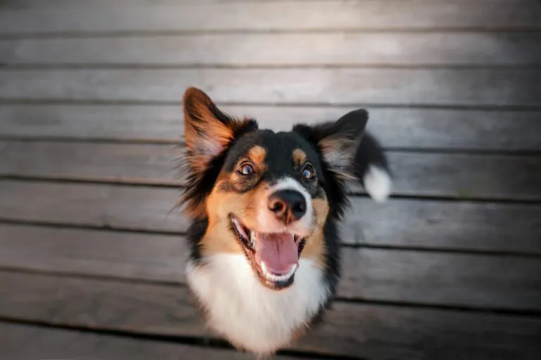 Bad breath in dogs