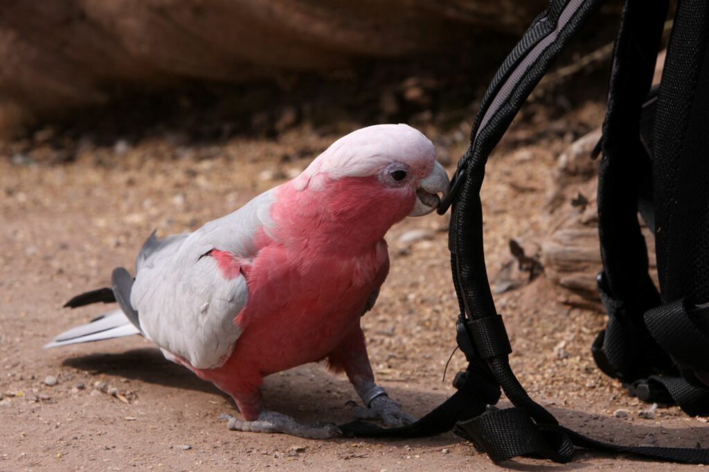 Pink and grey cockatoo