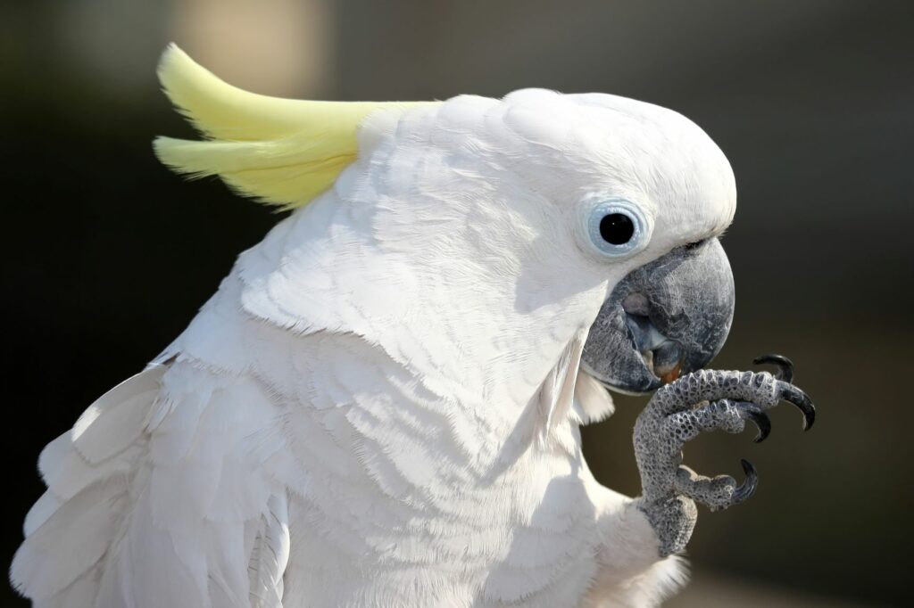 Cockatoo preening Cockatoo preening