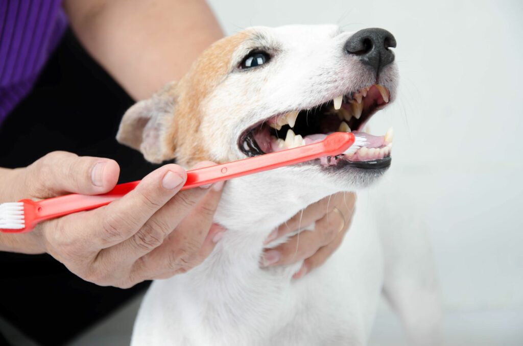 dog teeths brushed with toothbrush