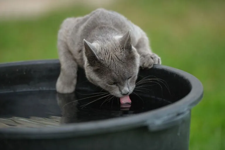 Cat showing excessive thirst, a possible sign of diabetes