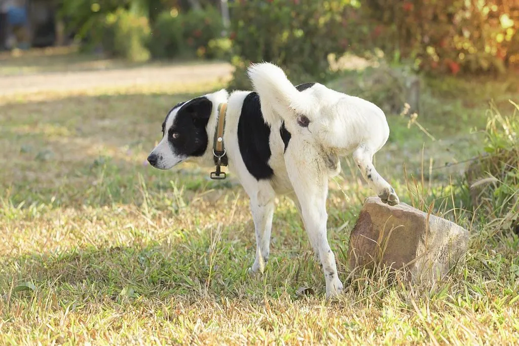 Male dog suffering from incontinence