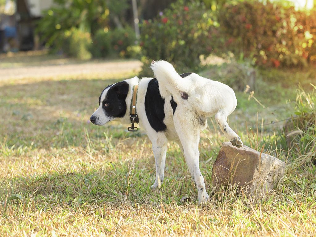 dog peeing in park