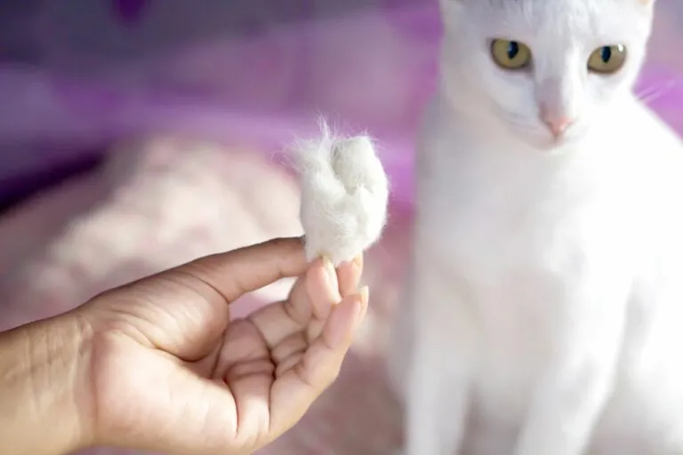 Hair loss in cats
