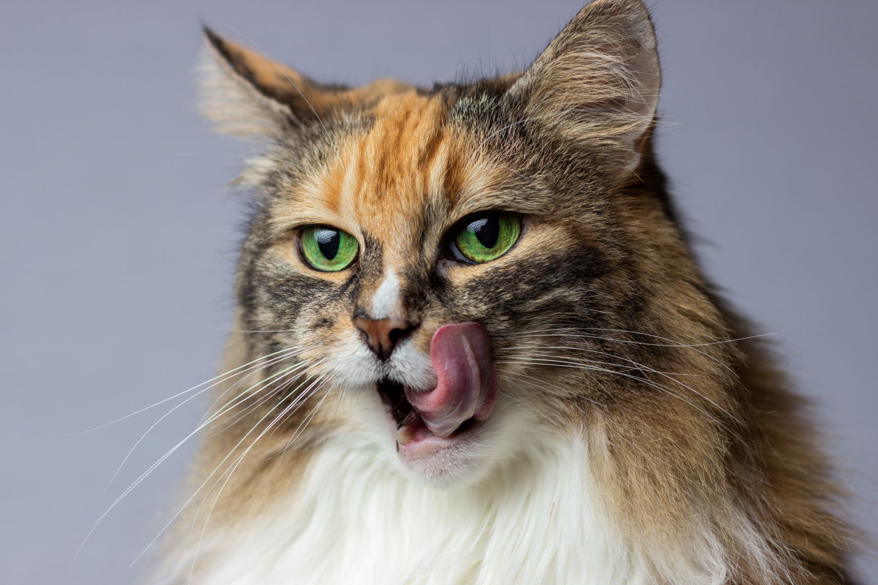 cat eating cookies recipe