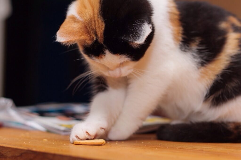 cat biscuits