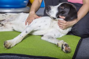 Physiotherapy for Dogs