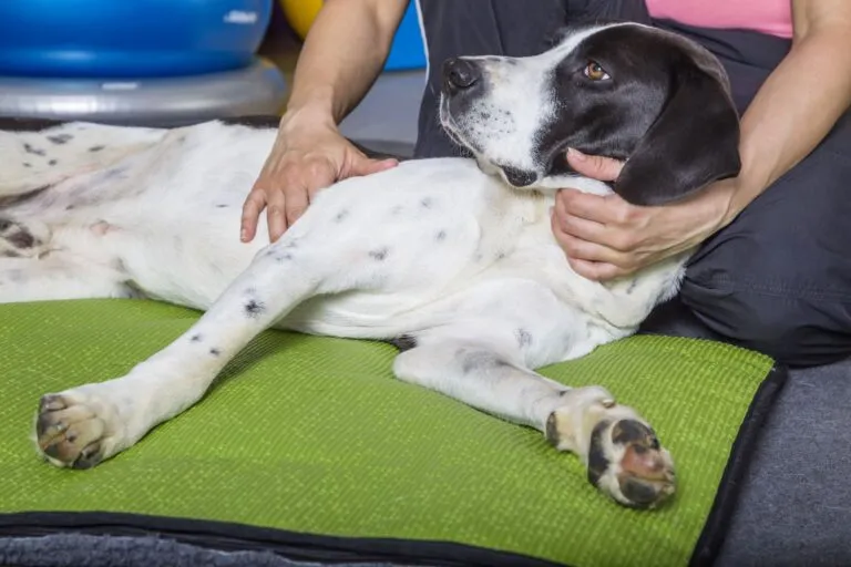 Massage as Physiotherapy for Dogs