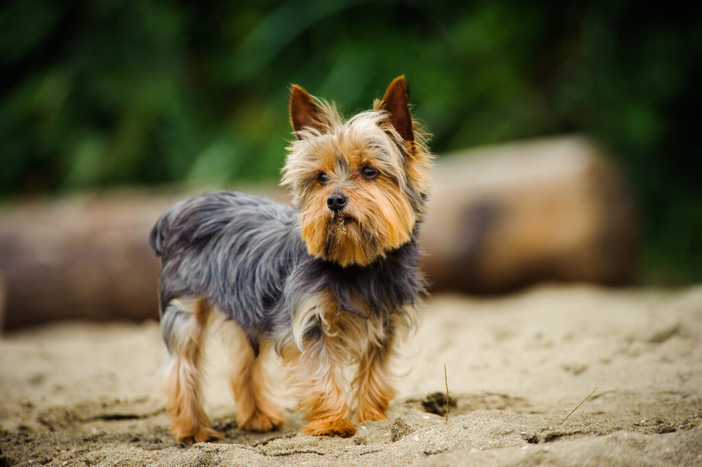 yorkshire terrier by the sea