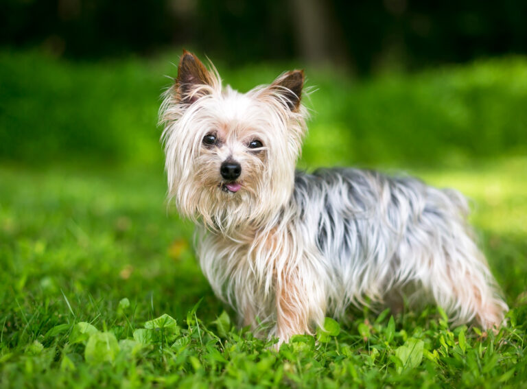 Yorkshire terrier in the grass