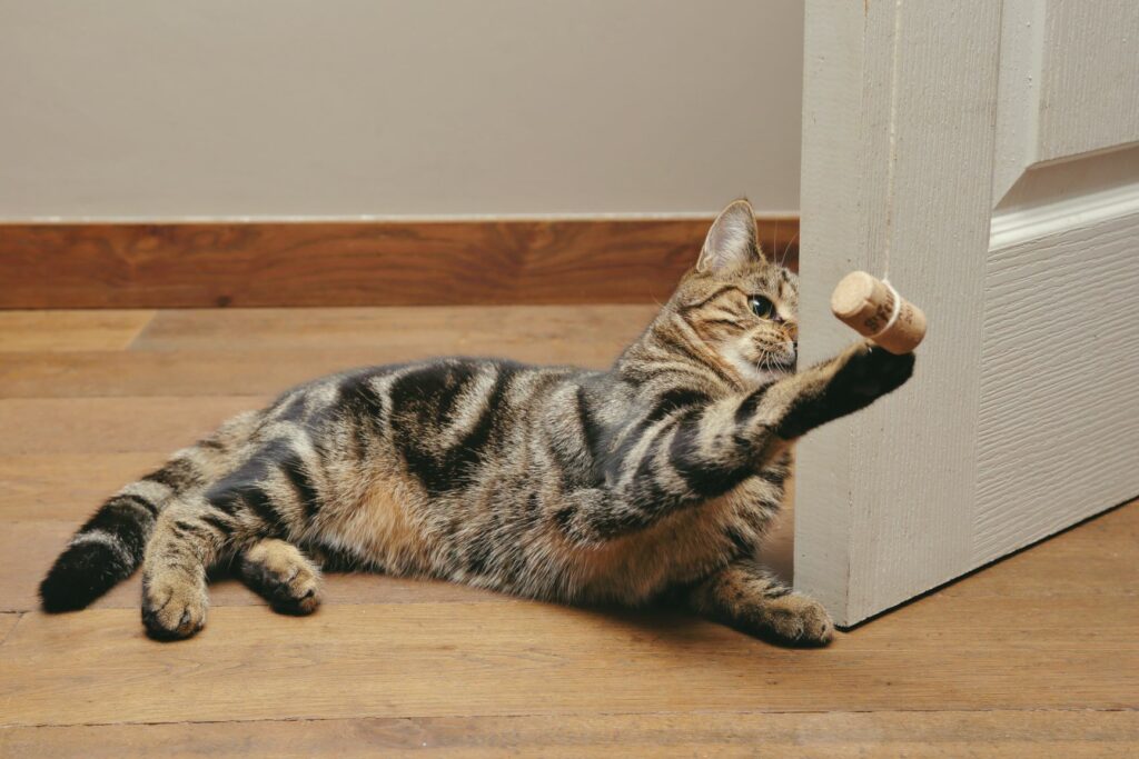 Cat playing wine cork Cat playing wine cork