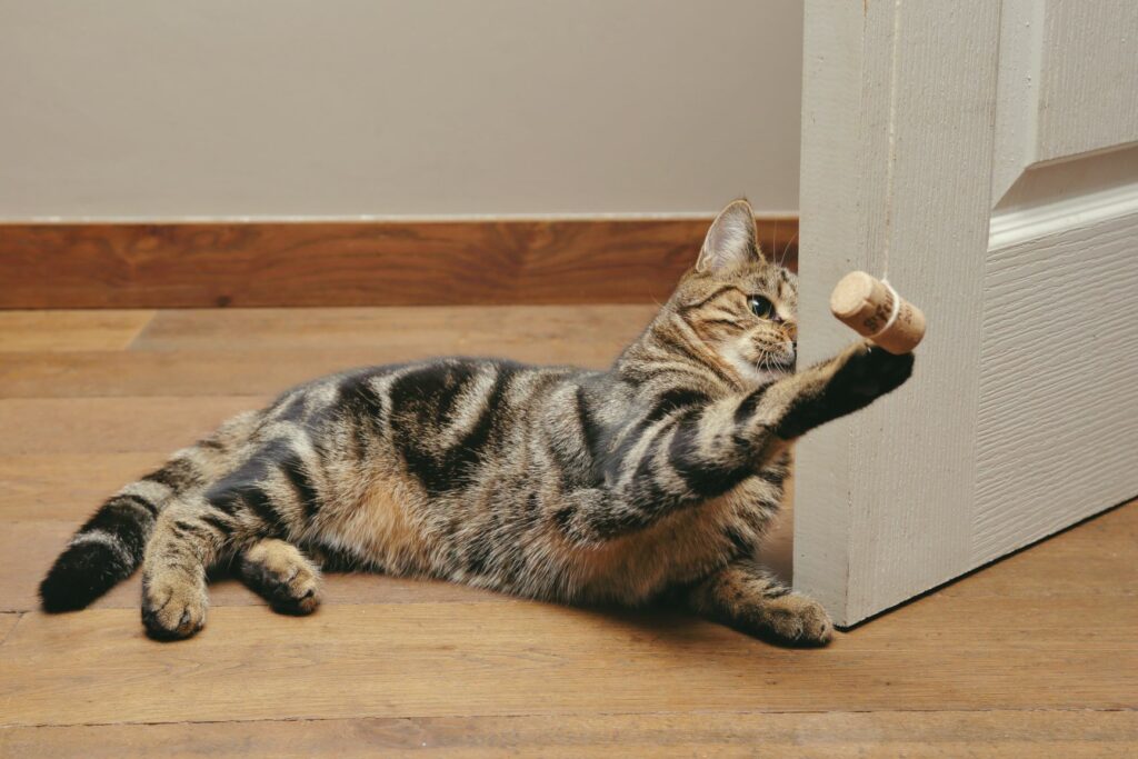 Cat playing wine cork