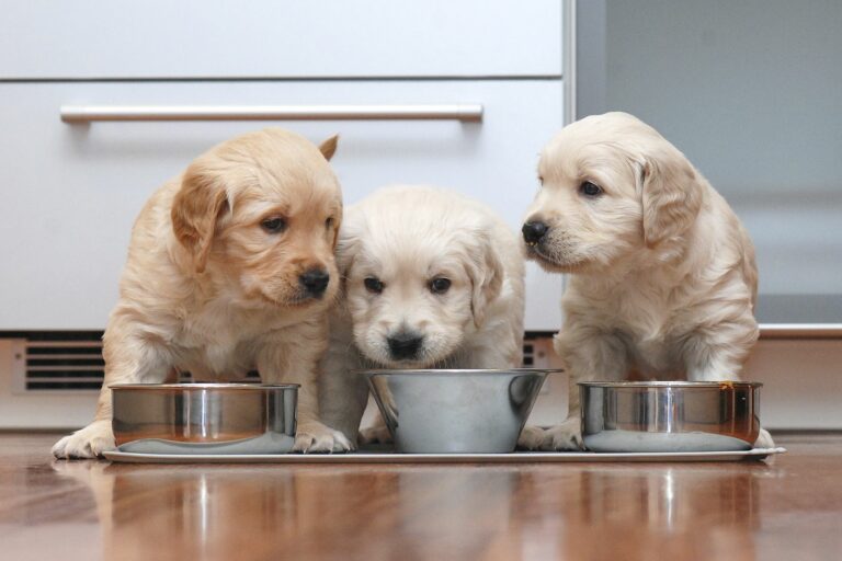 Puppies feeding