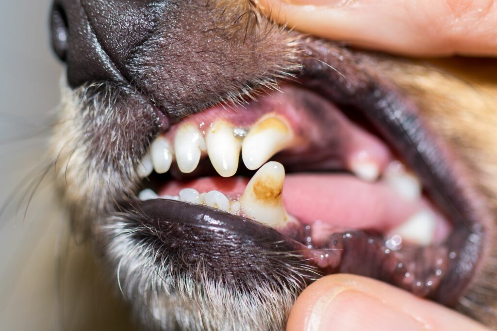 Dental tartar in dog