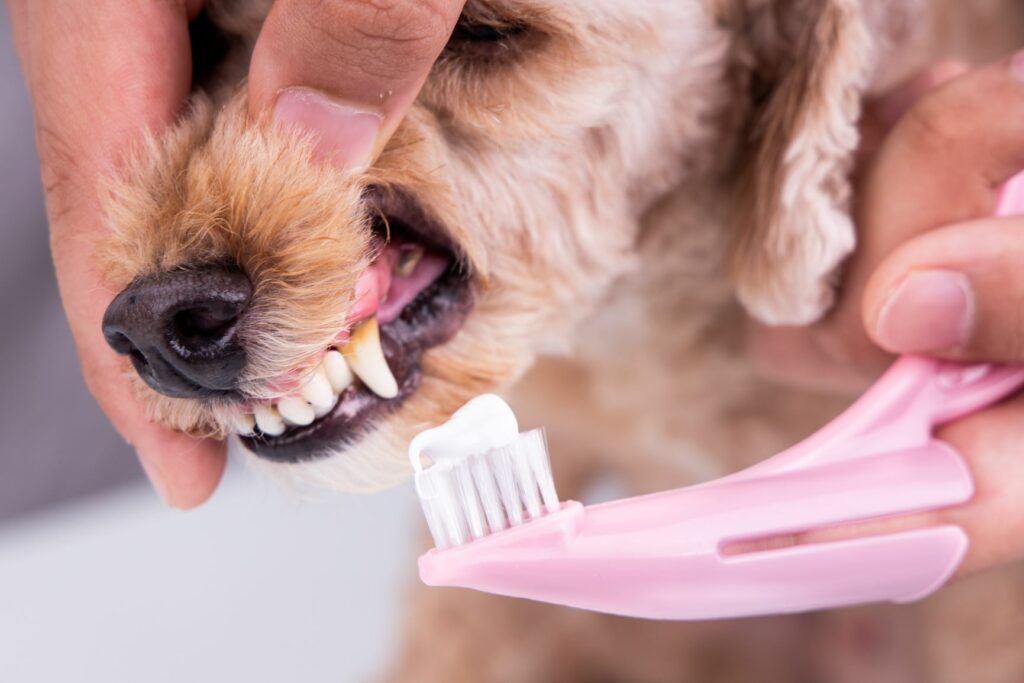 Brushing dog teeth