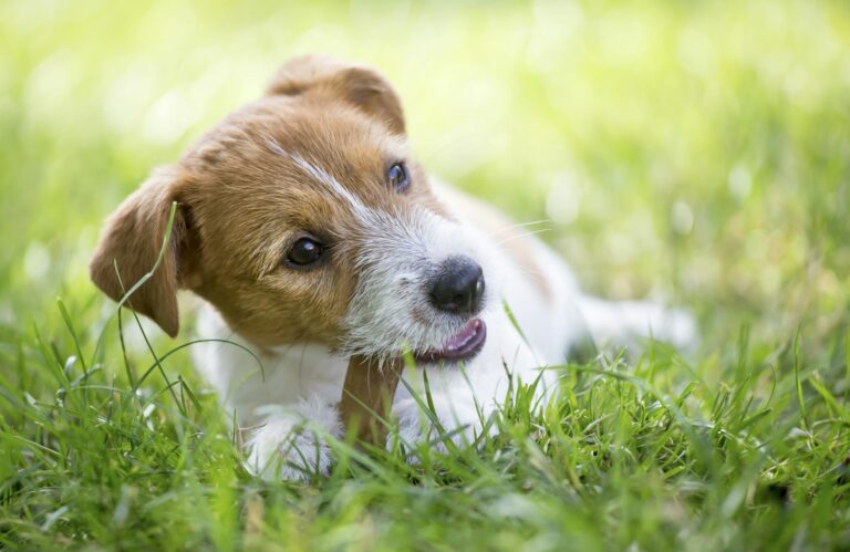 Keep your dog's teeth clean and healthy
