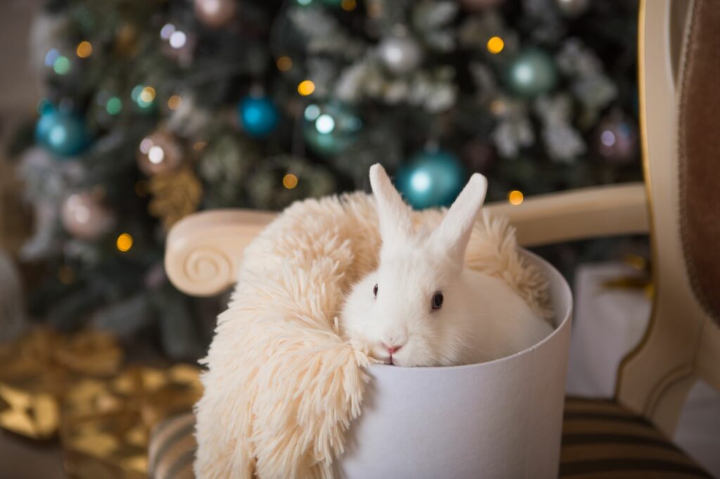 Bunny in cosy bed in front of christmas tree Bunny in cosy bed in front of christmas tree