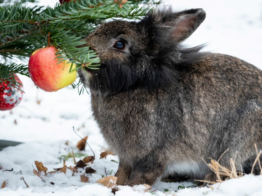 bunny playing with christmas bauble bunny playing with christmas bauble