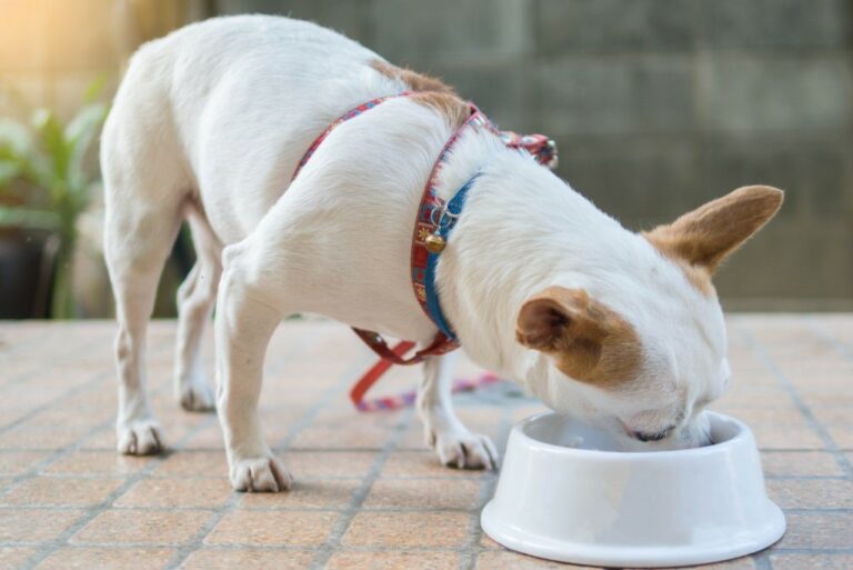 Chihuahua dog eating from dog bowl