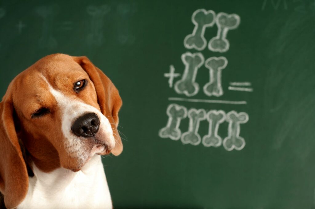 What dogs understand Do dogs understand language? zooplus
