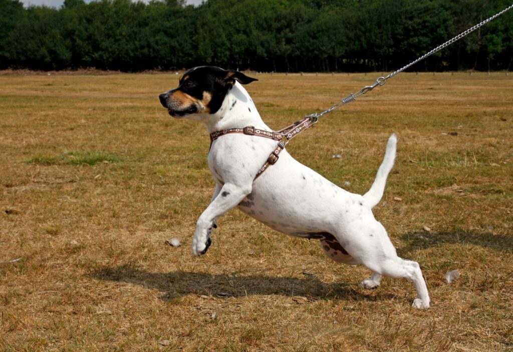 Dog pulling leads