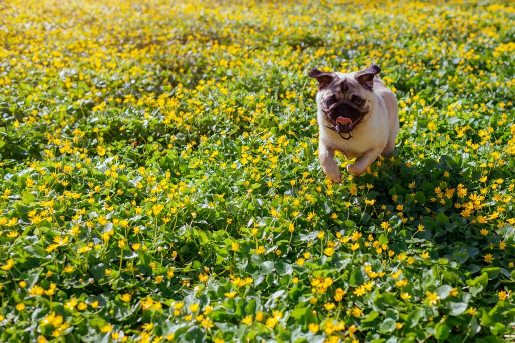 retro pug playing on lawn